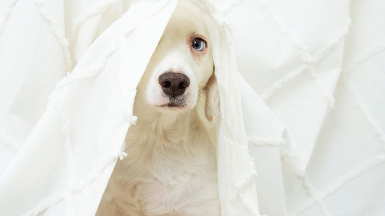 Special radio broadcast will soothe anxious pets during Bonfire Night fireworks