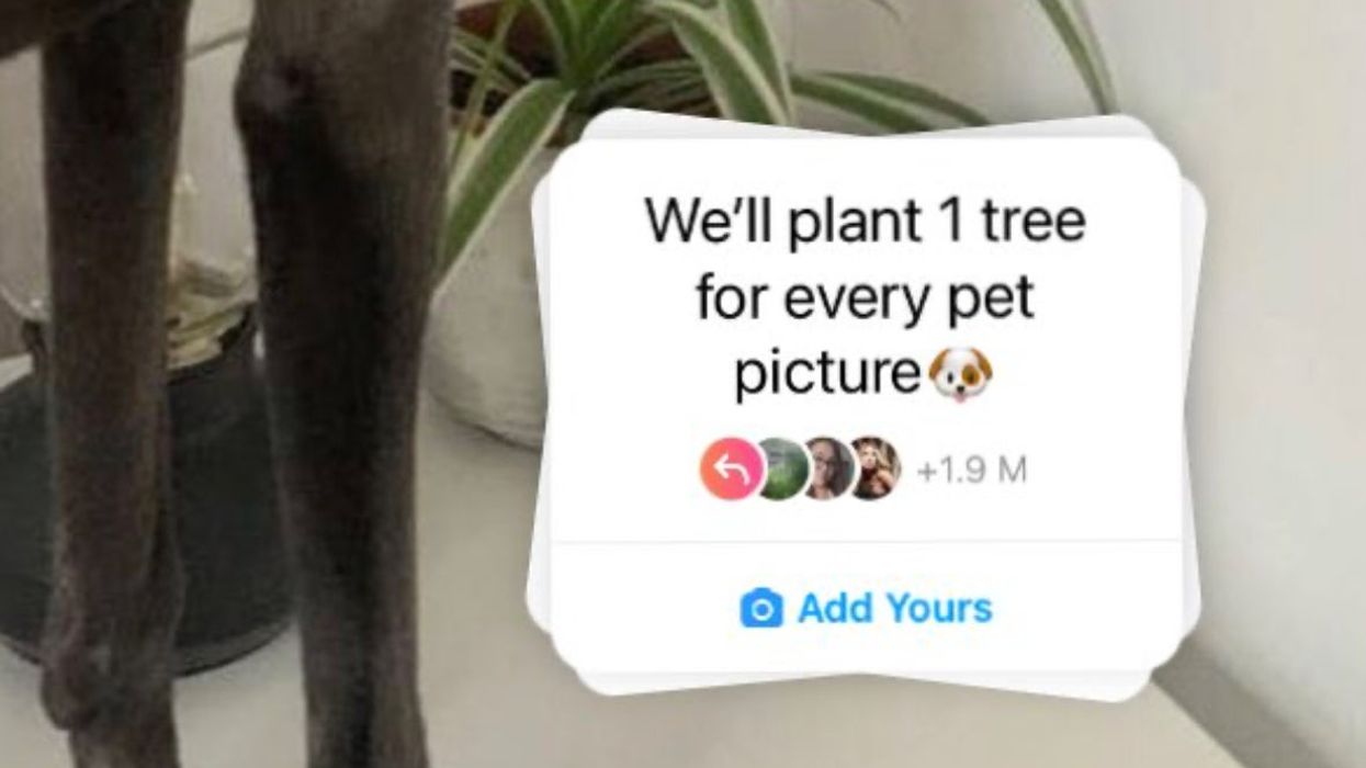 The mystery behind the ‘we’ll plant a tree for every pet pic’ Instagram trend