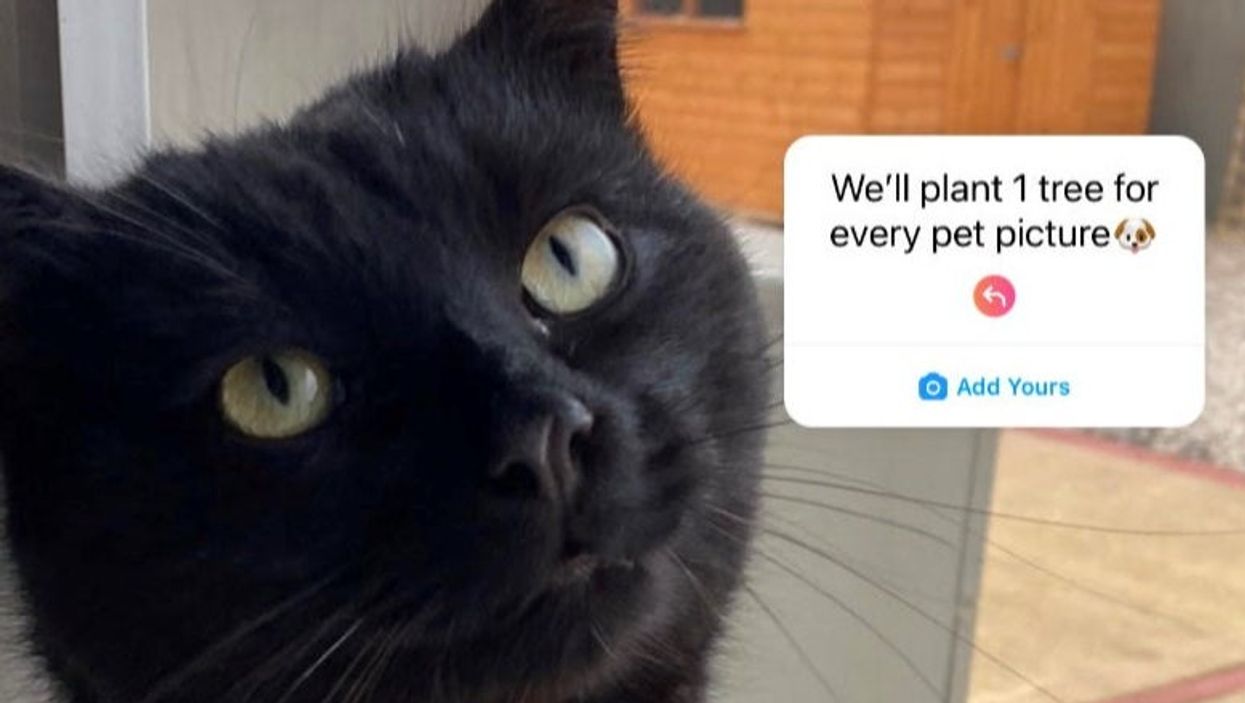 Memes flood in after ‘plant one tree for every pet picture’ Instagram trend