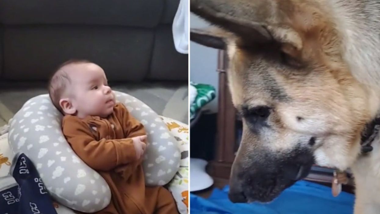 This adorable German shepherd can’t work out why a baby isn’t up for playing fetch
