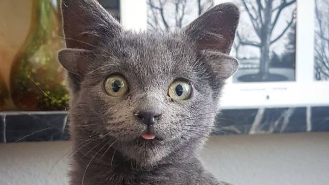 Kitten who was born with four ears goes viral