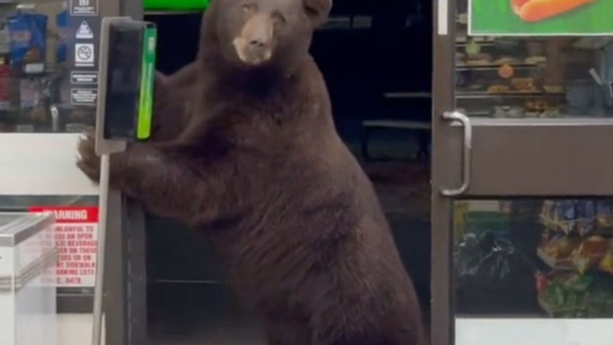 Viral TikTok shows 7-Eleven worker coming face-to-face with a bear in store
