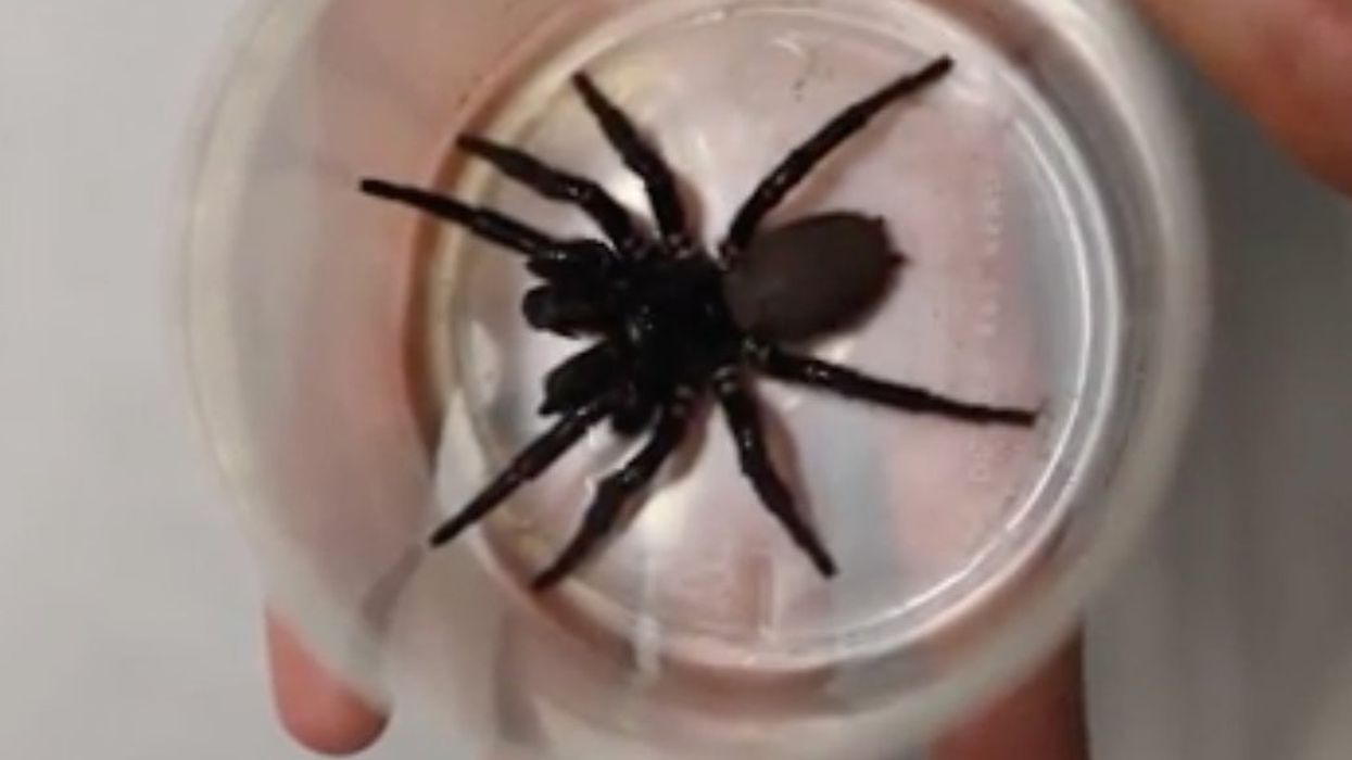 An Australian zoo has been donated a ‘megaspider’ that can pierce human fingernails