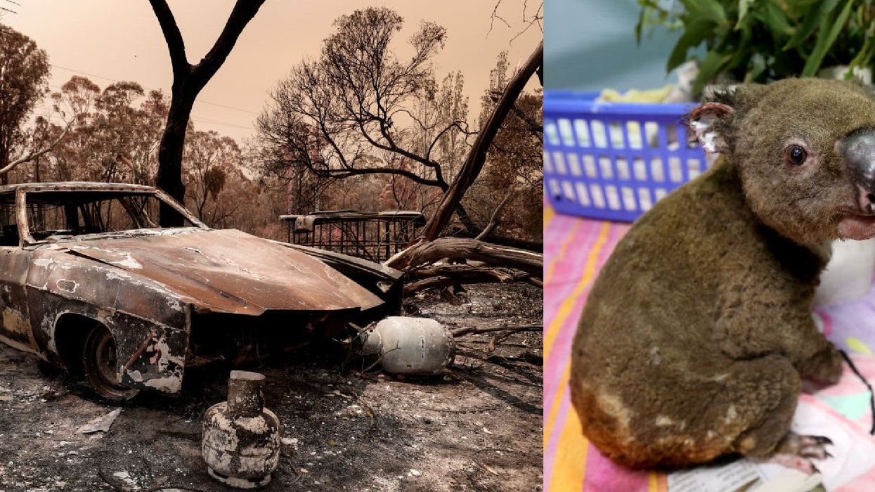 Six ways you can help the victims of the Australian wildfires