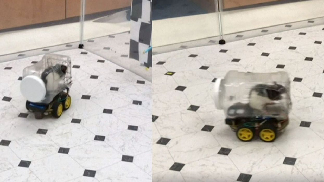Rats find driving tiny cars relaxing, scientists report