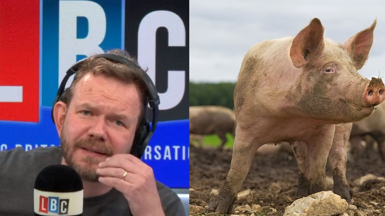 LBC Radio caller explains in gruesome detail the 'awful' sight of seeing a pig killed