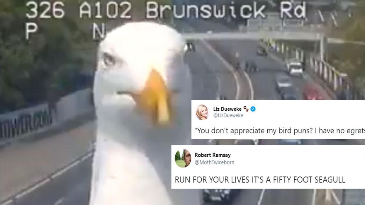 These traffic camera seagulls are keeping an eye out for TfL