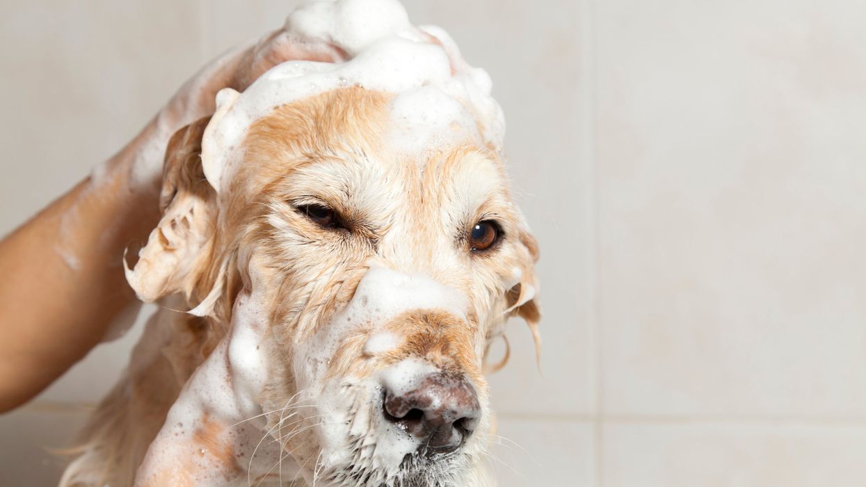 6 best dog shampoos for sensitive-skinned pups