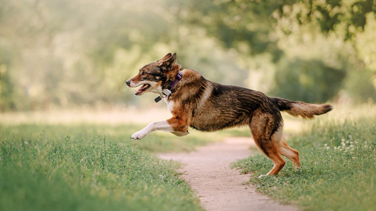 6 best GPS tracking collars to keep your pets safe