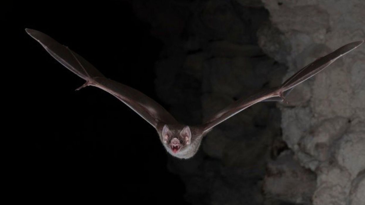 It turns out even vampire bats 'socially distance' when they are sick