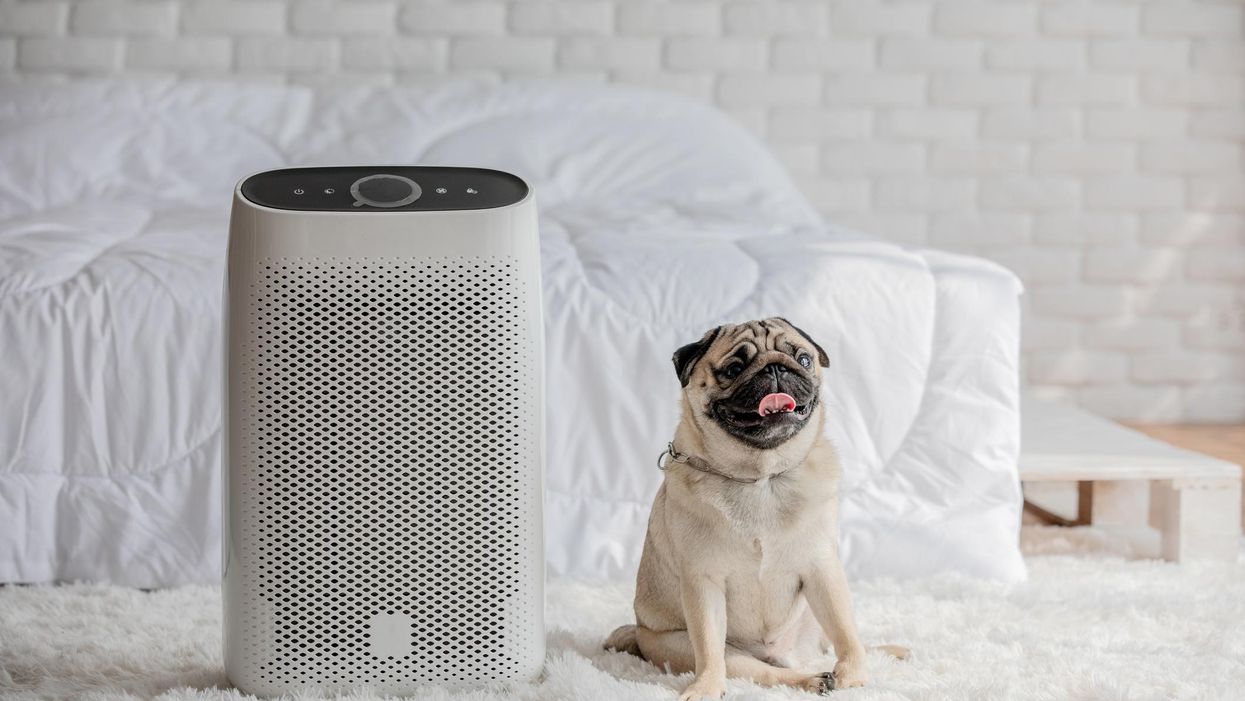 6 best air purifiers to rid your home of pet dander and other pesky pollutants