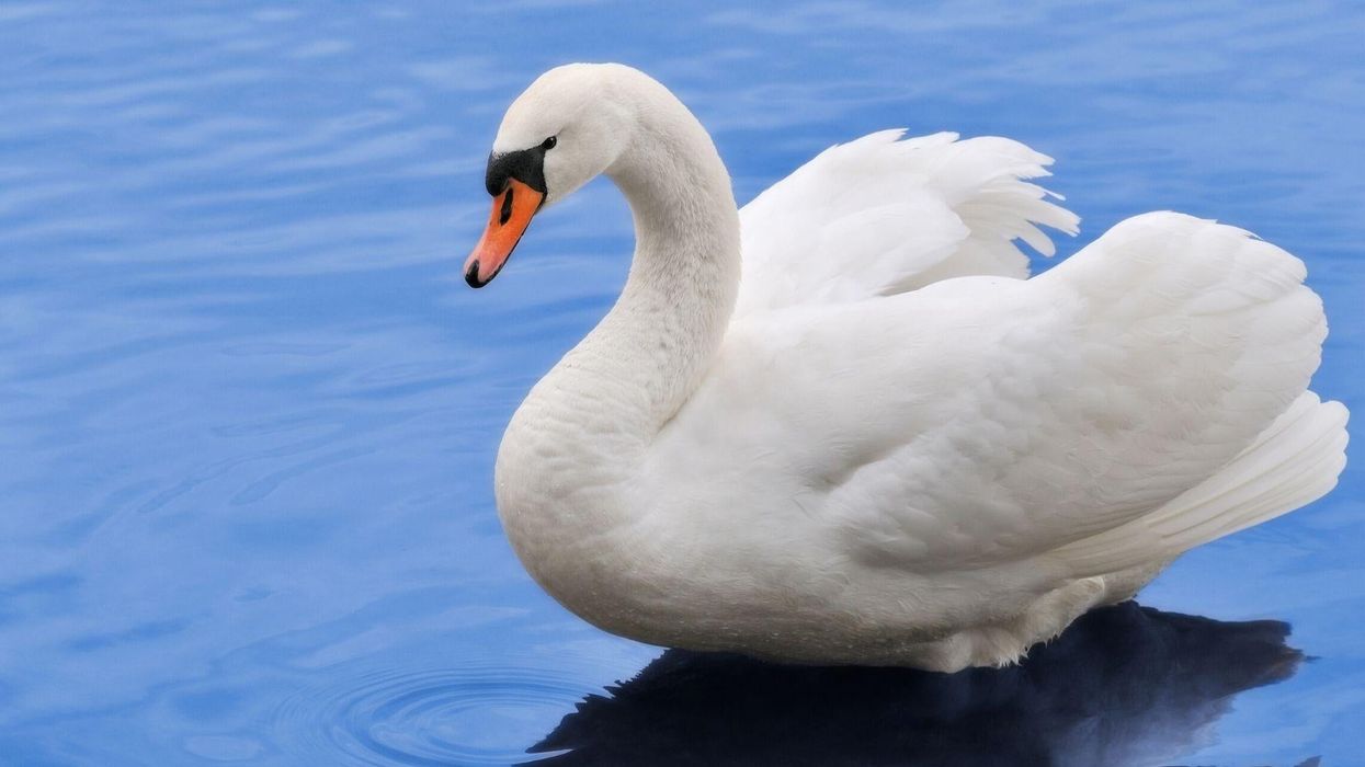 Swan dies from ‘broken heart’ after teens smash her nest with bricks