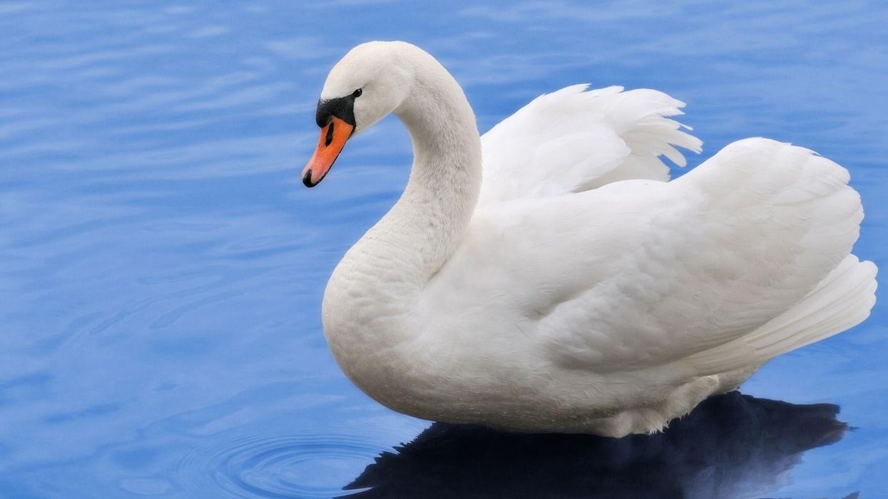 Swan dies from ‘broken heart’ after teens smash her nest with bricks