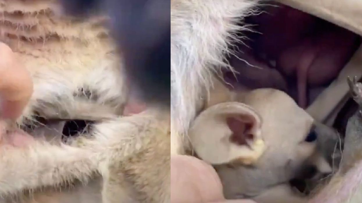 This viral video of the inside of a kangaroo pouch has traumatised people