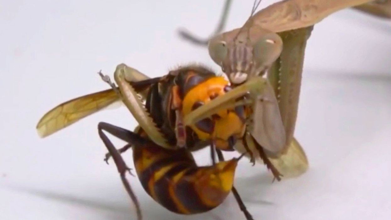 Shocking video shows 'murder hornet' being pinned down eaten alive by praying mantis