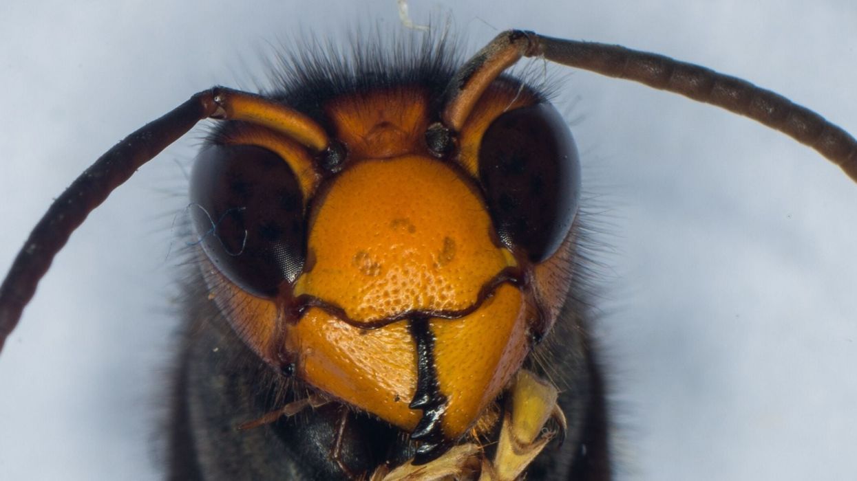 Footage captures Japanese bees working together to kill 'murder hornets' in the most brutal way