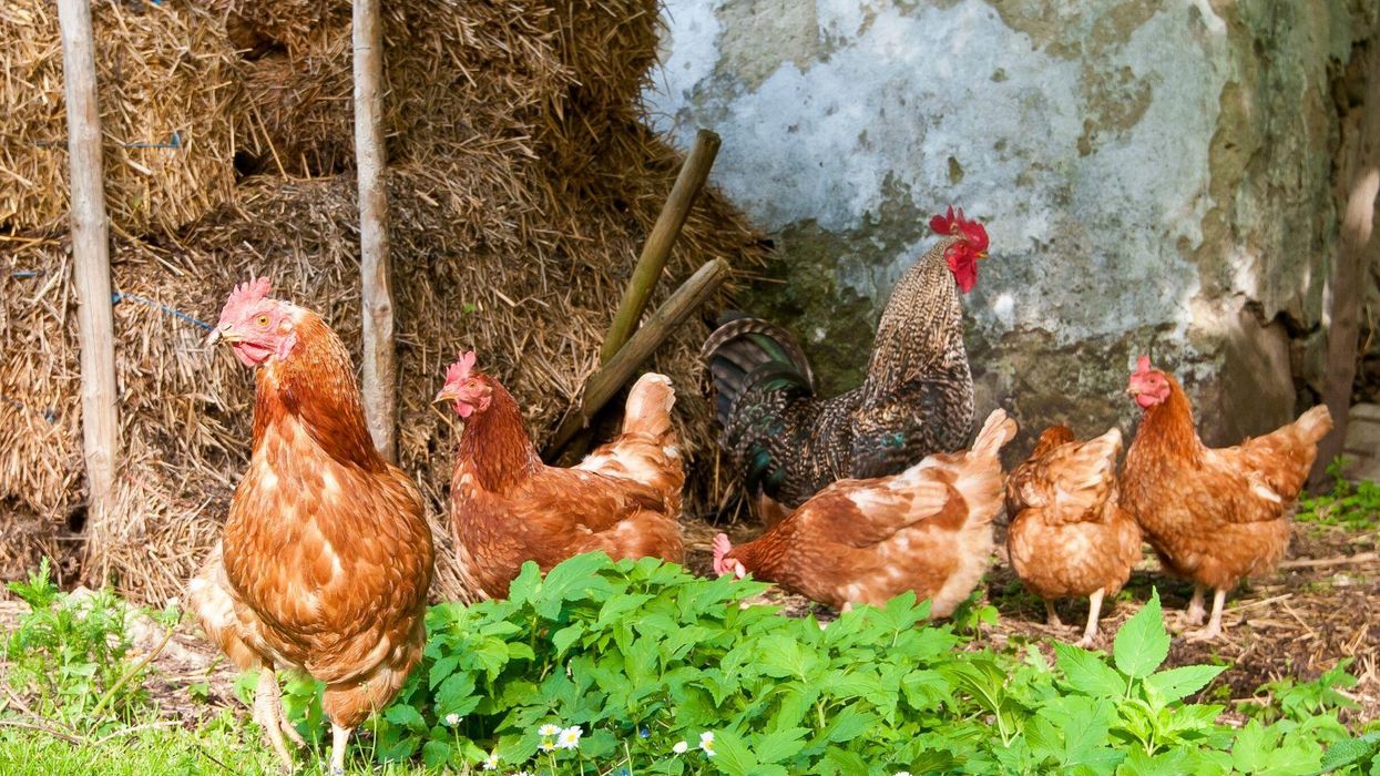 Sweden has resorted to using chicken poo to stop students from breaking social distancing rules
