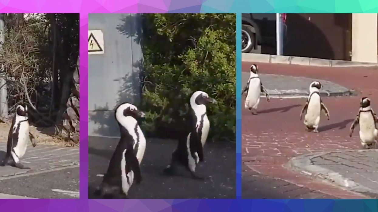 Footage captures remarkably cheery penguins taking stroll through deserted Cape Town