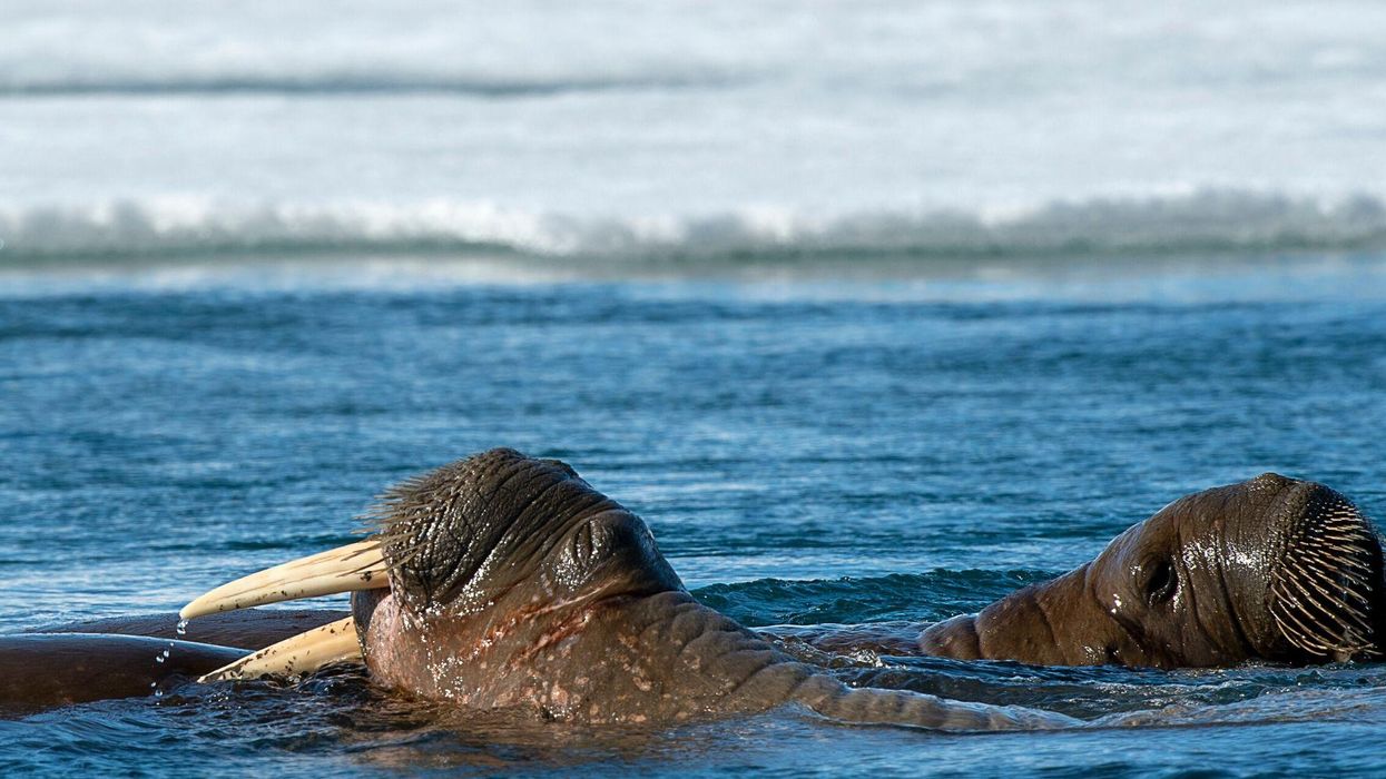 Chlamydia discovered in the Arctic Ocean