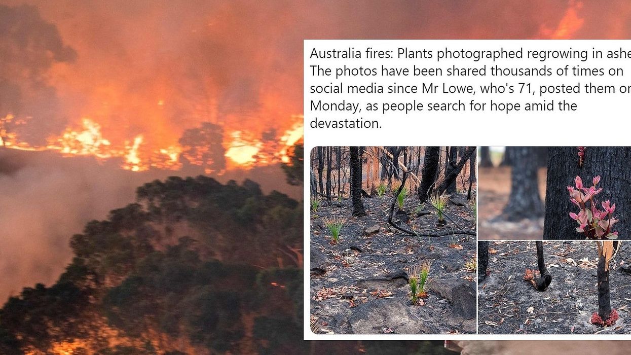 Plants photographed regrowing in ashes of Australian fires