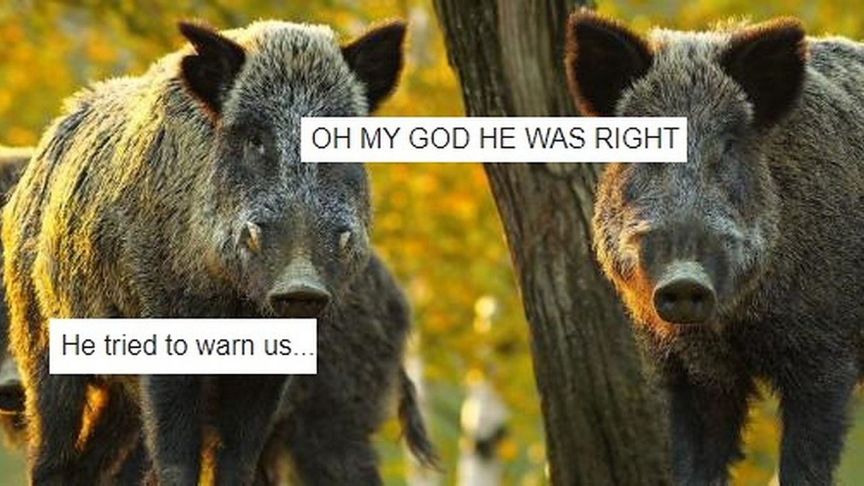 It turns out that '30-50 feral hogs' guy might have been right all along