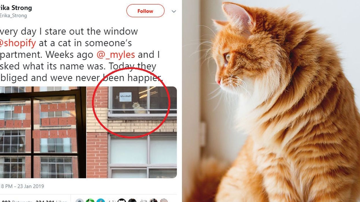 Woman figures out the perfect way to ask for the name of a cat in another building