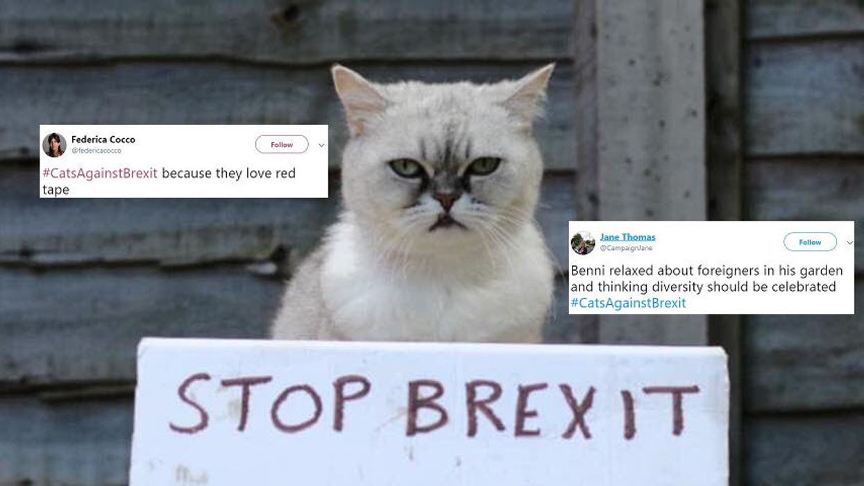 People are sharing pictures of their cats with #CatsAgainstBrexit to rival the Wooferendum