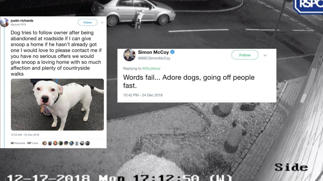 This dog was abandoned by his owner right before Christmas and hundreds of people want to adopt it