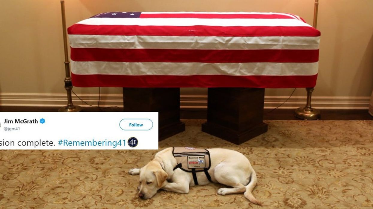 George H.W. Bush's service dog Sully pictured keeping watch over his coffin
