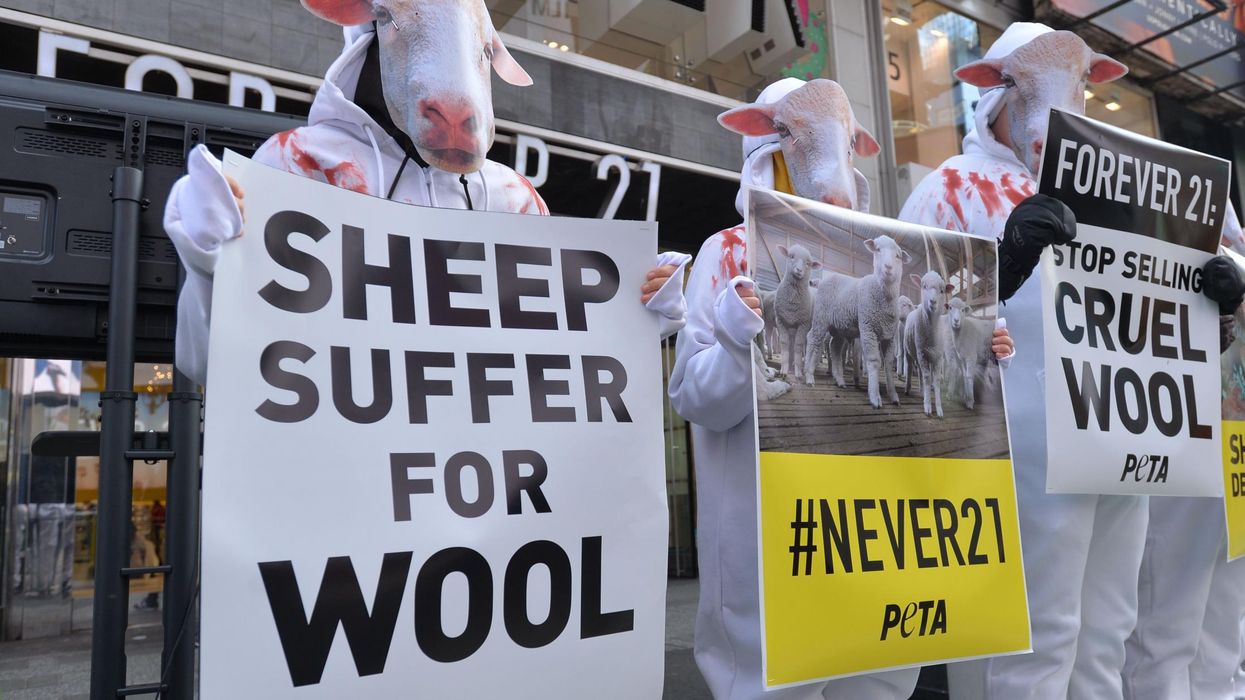 PETA asks village of Wool to change its name to ‘Vegan Wool’ to protest animal cruelty