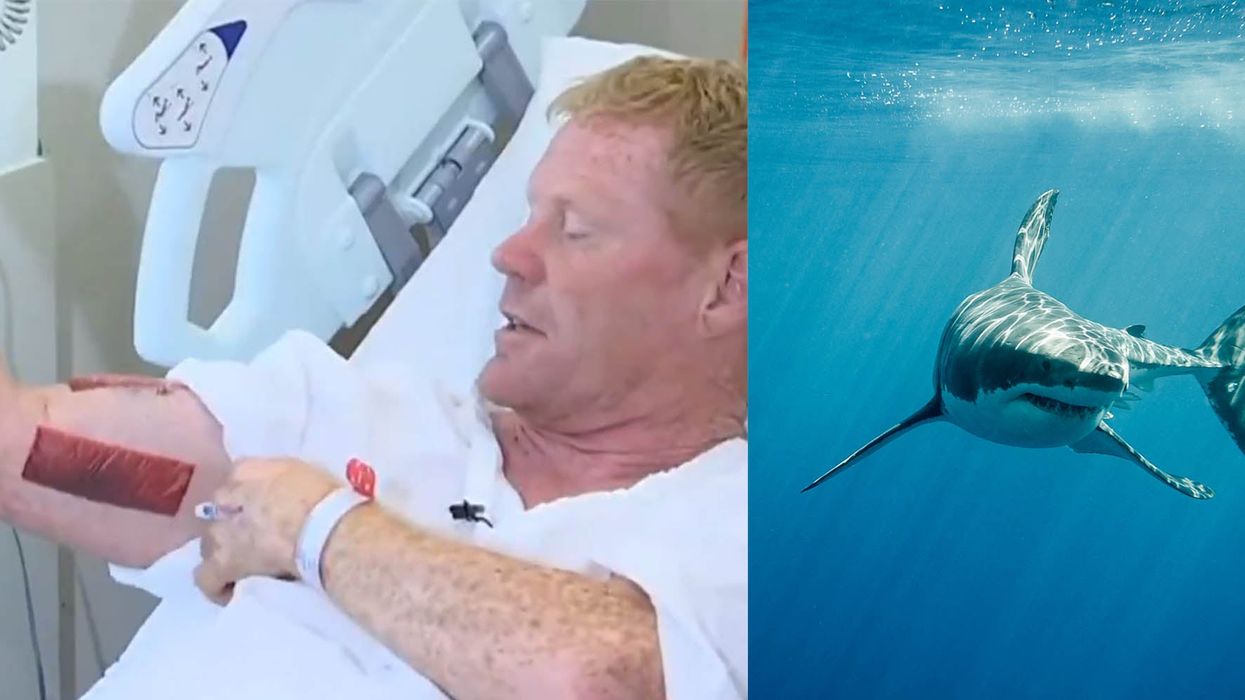 Surfer fends off a shark that he had accidentally headbutted at a nudist beach