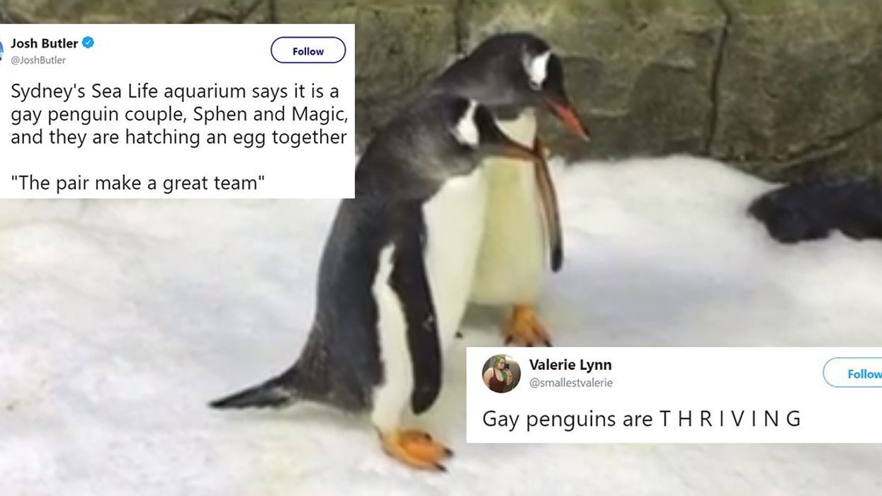 Gay penguins become internet sensation after rearing an egg together