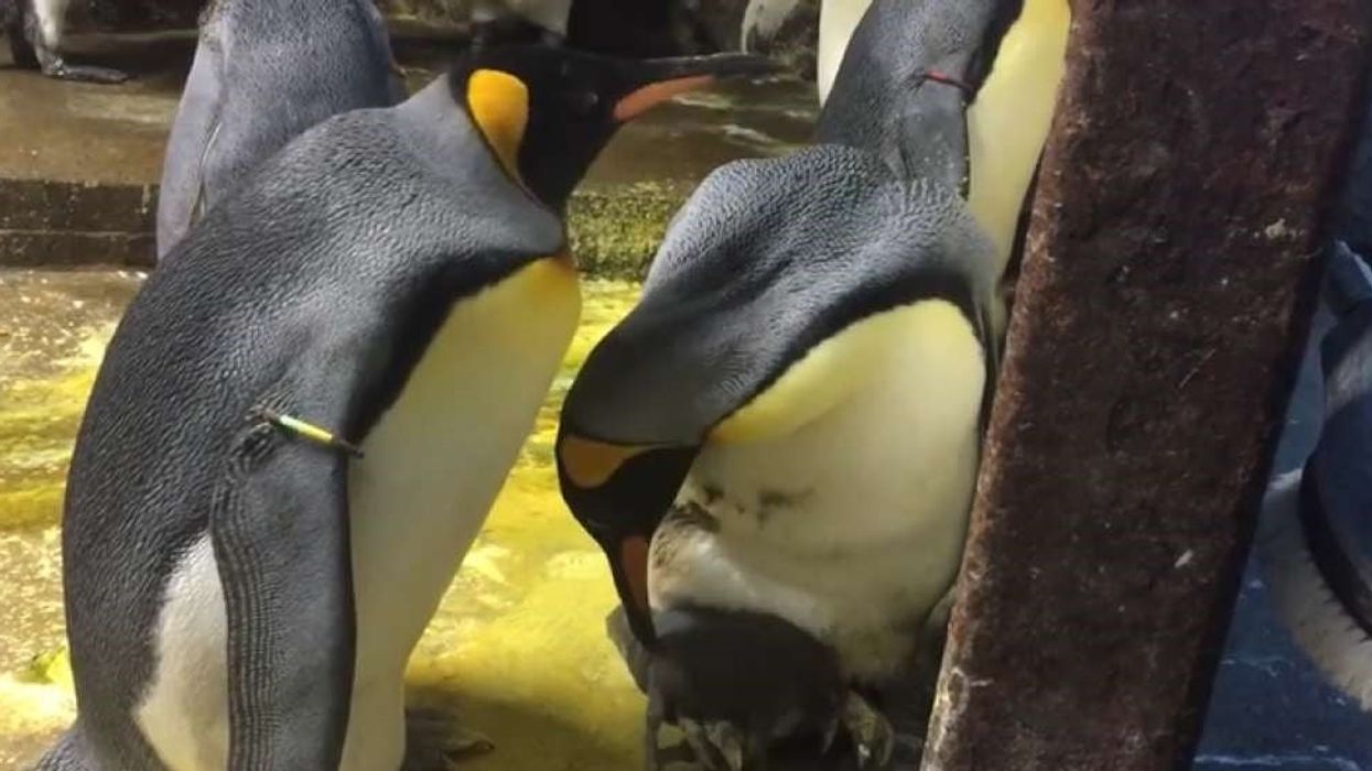 Gay penguins cause chaos at Denmark Zoo by adopting neglected chick from parents