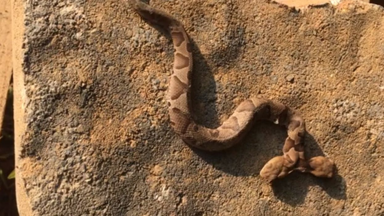 A disturbing and extremely rare two-headed snake has just been discovered