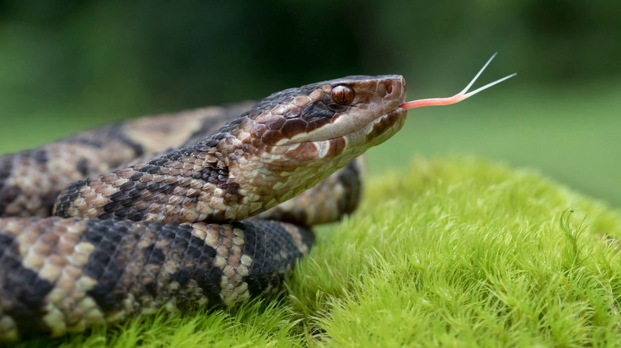 Hurricane Florence: Residents warned about venomous snakes being spread by storm