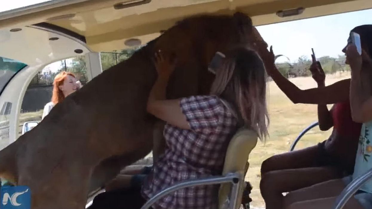 A lion climbed into a bus full of people because it wanted to be petted