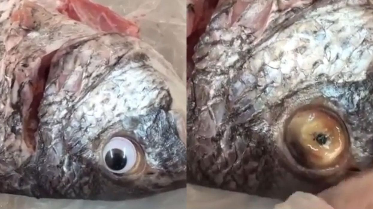Kuwaiti fishmonger closed after sticking googly eyes onto its produce