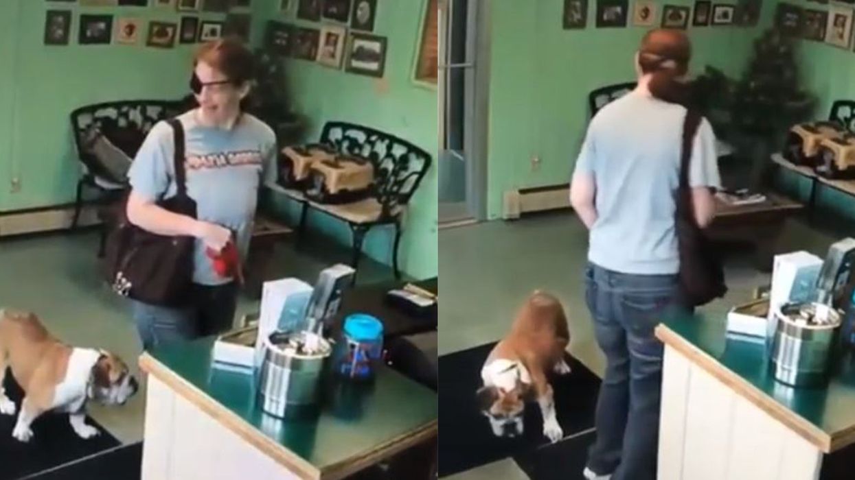 Police search for woman wearing eye patch who abandoned sick bulldog