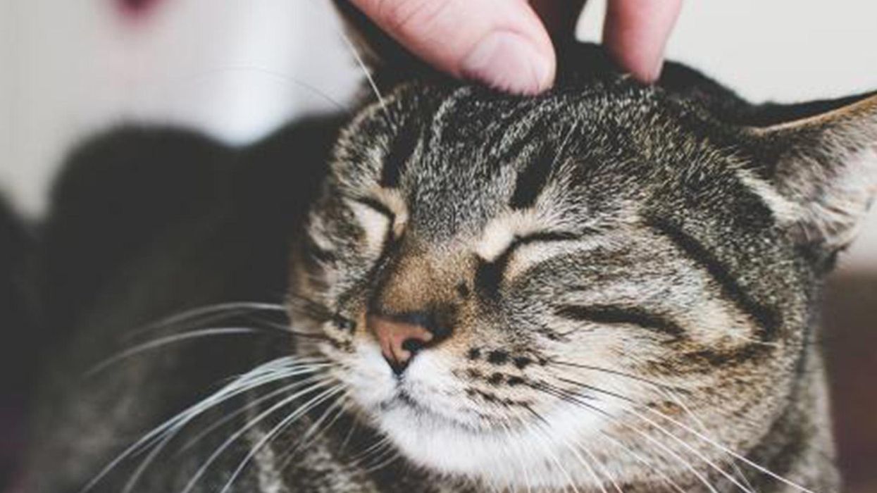 The seven common things you do that make your cat secretly hate you