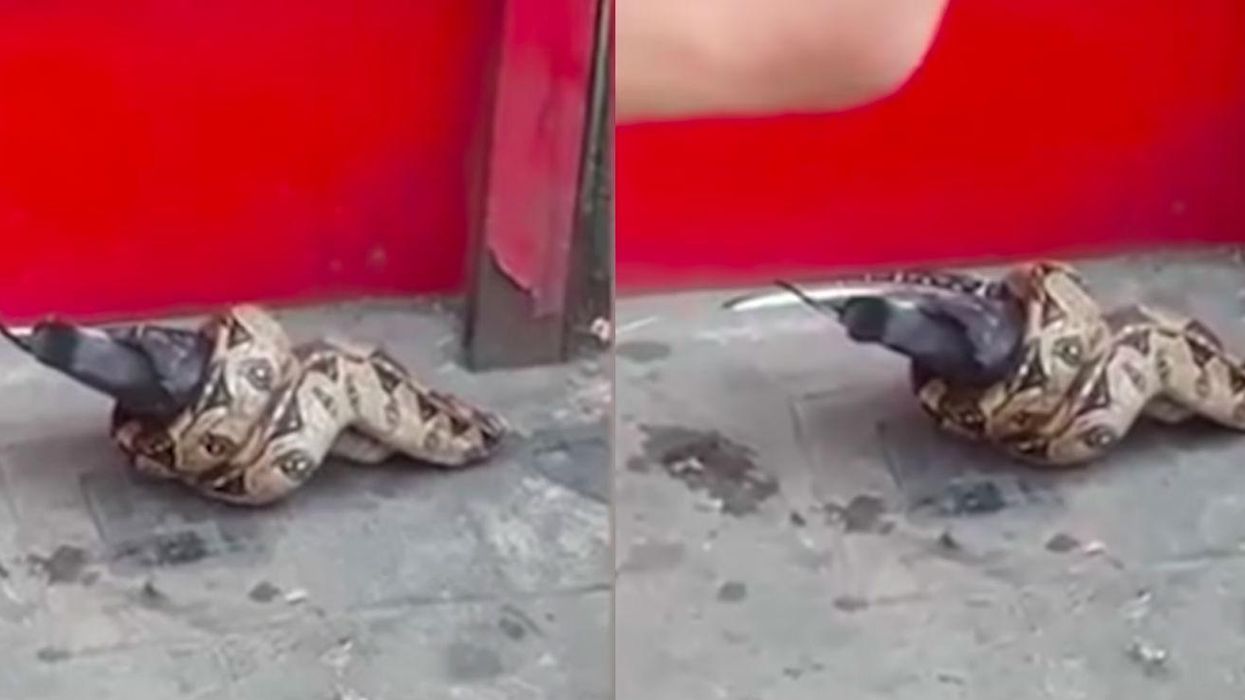 RSPCA called to incident after snake spotted eating pigeon in East London