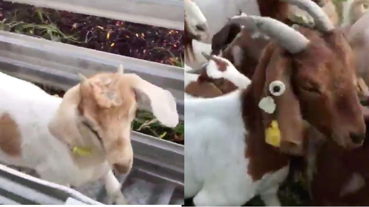 Over 100 goats invaded a town and it was amazing