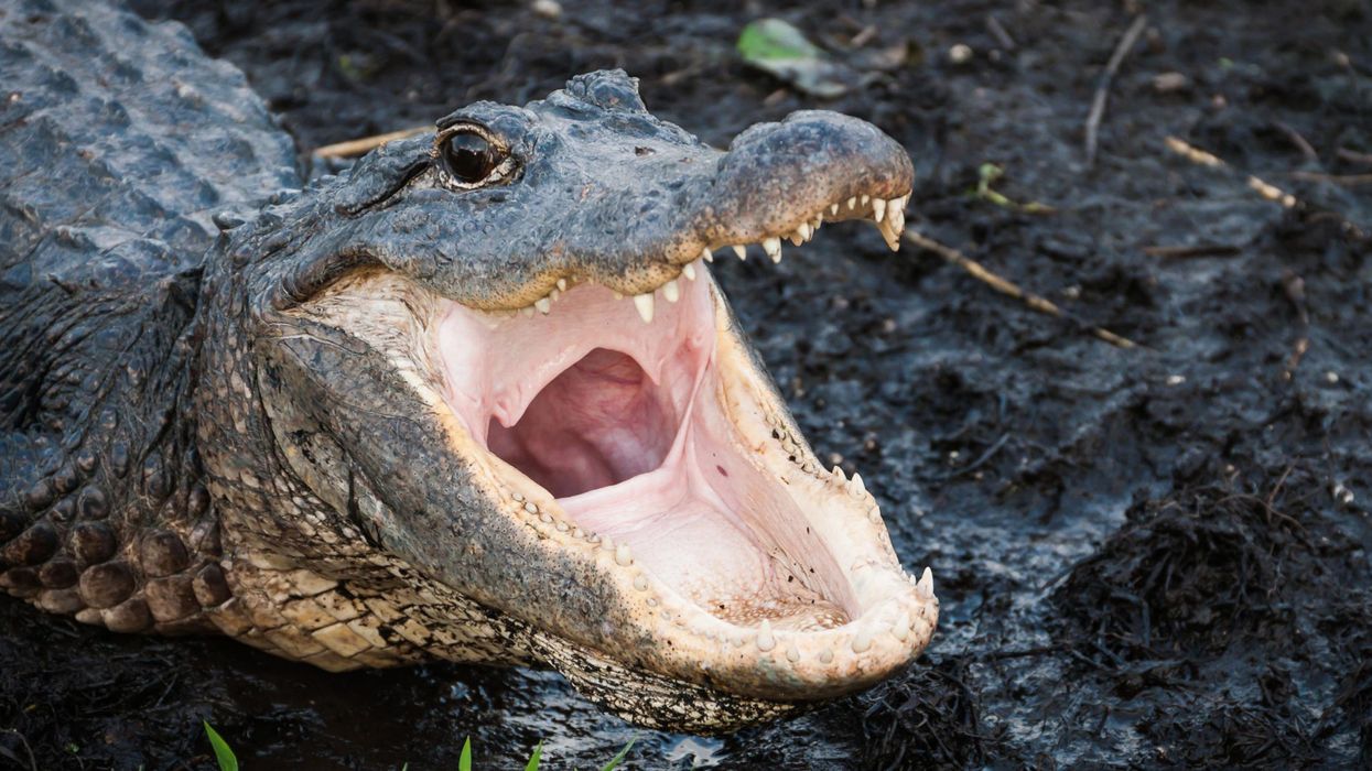 Florida man brings live alligator with him on beer run