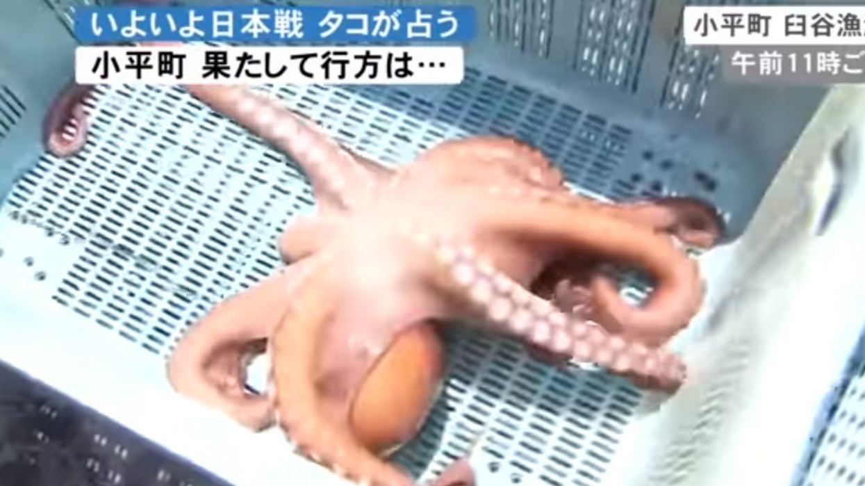 World Cup 2018: Japan's 'psychic' octopus was killed and sold just before their match