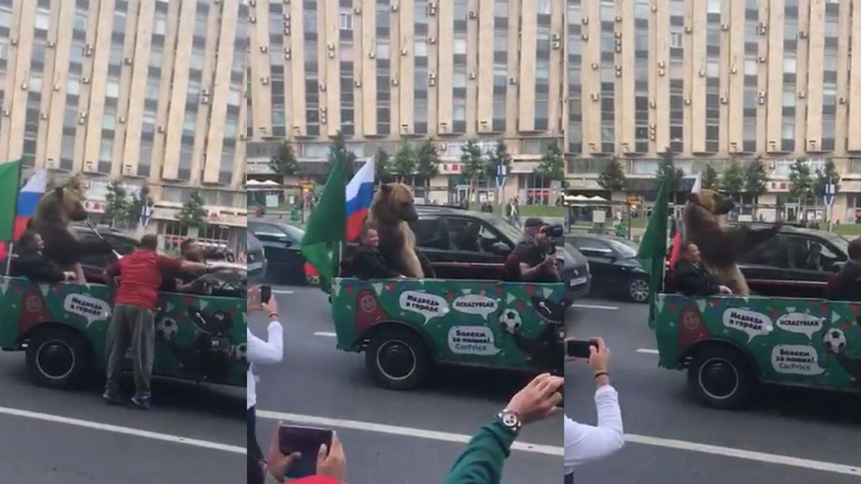 Disturbing footage of a bear playing a vuvuzela in a jeep emerges from Russia