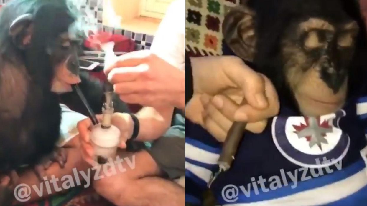 YouTuber films monkey 'smoking weed' and says the 'n-word' in video