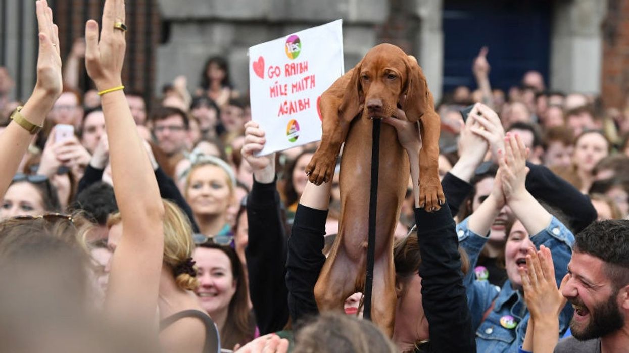 This dog has become a surprising star of the historic Irish referendum