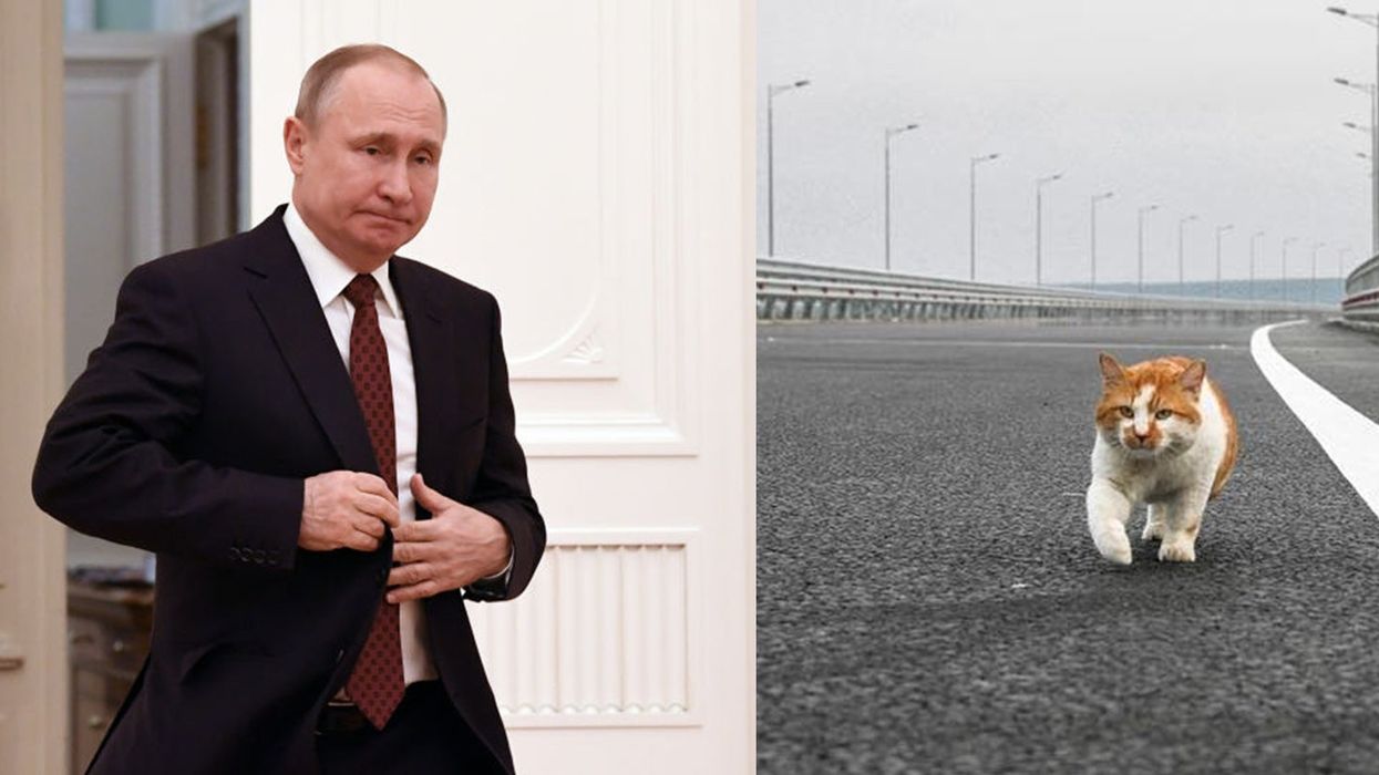 Cat beats Putin to become first to cross controversial Crimea Bridge