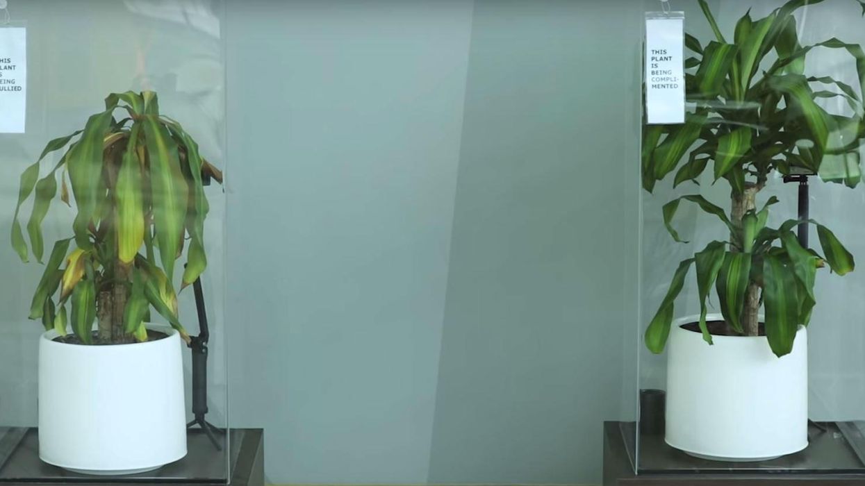 Children were asked to 'bully' a plant. Here's what happened