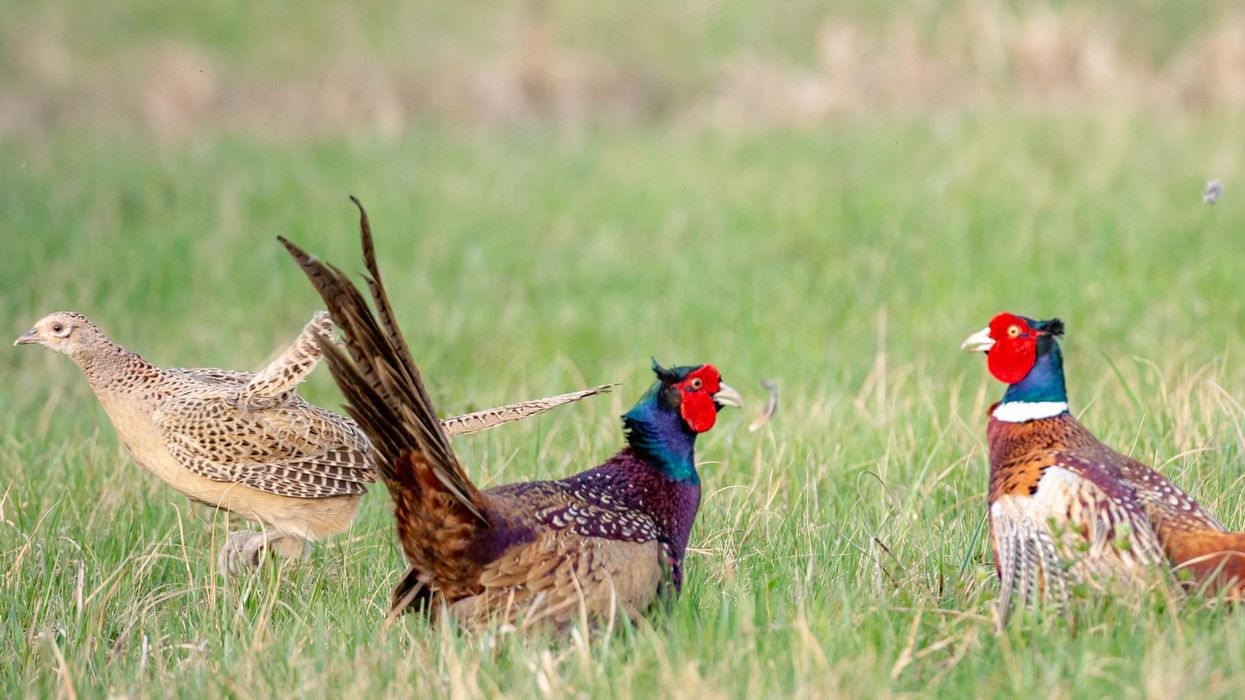 Jilted pheasant walks in on his hen having sex with another bird
