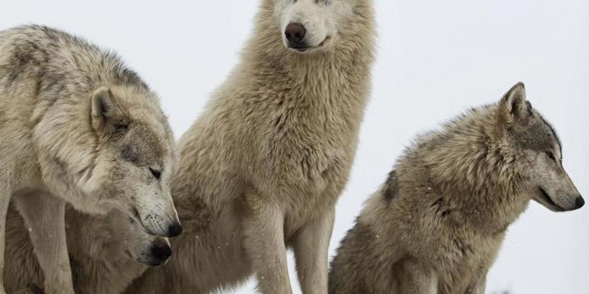 Wolves Following Humans Man raised by wolves admits he is disappointed by human life | indy100 ...